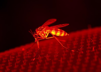 Infrared Light and Machine Learning Reveal Which Animals Mosquitoes Bite