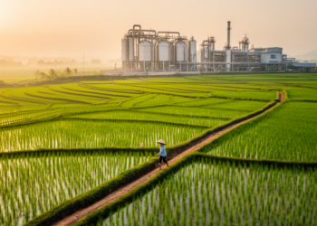 Vietnam’s Rice Fields Could Feed a New Generation of Biorefineries