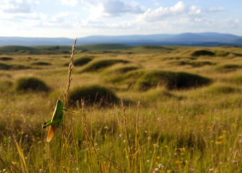 Hills and hollows: why bumpy ground makes rewilded farmland buzz with grasshoppers