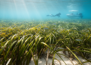 Italy’s Seagrass Meadows Quietly Power a Multi-Million-Euro Tourism Economy
