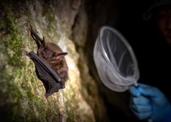 Rare Peters’s Pipistrelle Bat Discovered in China for the First Time