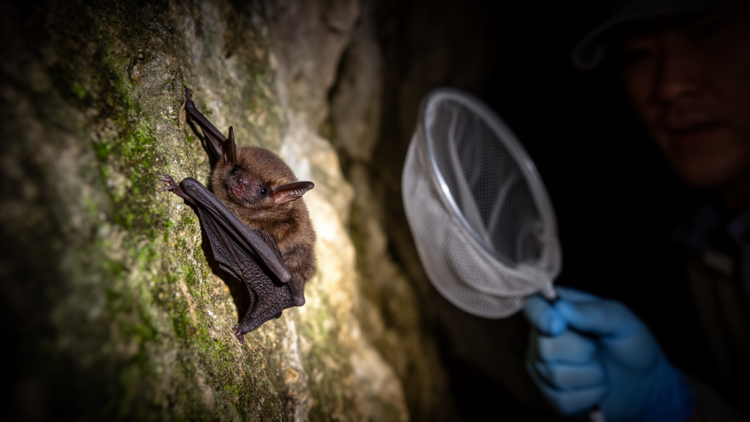 Rare Peters’s Pipistrelle Bat Discovered in China for the First Time