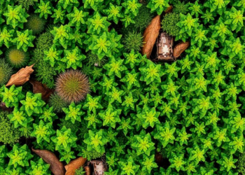 Percent Beats Scales: Study Finds Ordinal Cover Estimates Double the Error in Vegetation Data