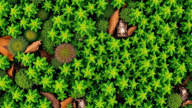 Percent Beats Scales: Study Finds Ordinal Cover Estimates Double the Error in Vegetation Data