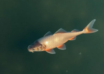 Invisible traces reveal silver carp spreading through Thailand’s largest river basin