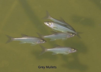 Grey mullets in a Tunisian dam reveal contrasting life histories with implications for inland fisheries