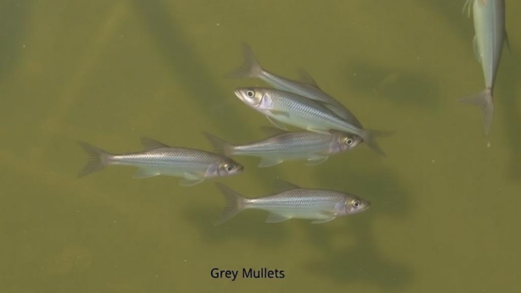 Grey mullets in a Tunisian dam reveal contrasting life histories with implications for inland fisheries