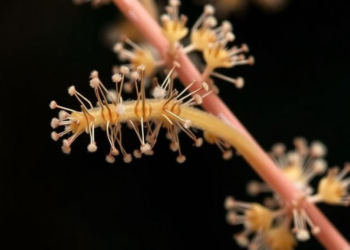 First chromosome counts unlock secrets of Italy’s endemic knapweeds and beach catchflies