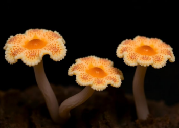 Three New Aquatic Fungi Species Discovered in Philippine Waters