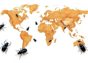 Ground Beetles Rewrite the Map of Gondwana’s Breakup
