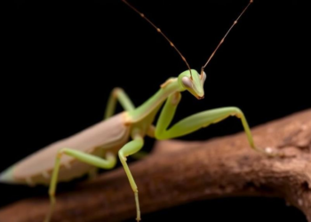 Ghost Mantis Unmasked: Stick-Like Praying Mantis Revealed Across Mexico and Central America as Two Species Collapse Into One