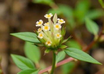 New Critically Endangered Flowering Plant Discovered in China Through a Short Video
