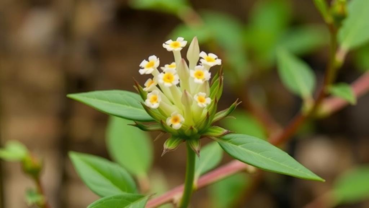 New Critically Endangered Flowering Plant Discovered in China Through a Short Video