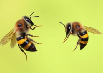 Cuckoo Bees of Central Italy: DNA Barcodes Reveal New Regional Records and Taxonomic Riddles
