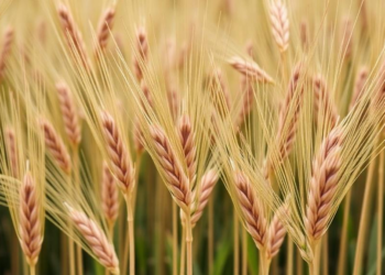 Wheat gene variant linked to drought survival offers new breeding target