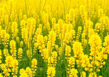 Goldenrod Invasion Science Shows Deep Biases, Global Review of 180 Studies Finds