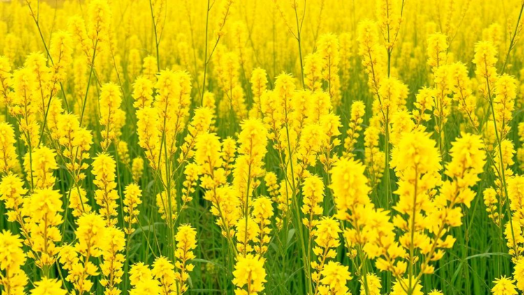 Goldenrod Invasion Science Shows Deep Biases, Global Review of 180 Studies Finds