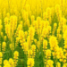 Goldenrod Invasion Science Shows Deep Biases, Global Review of 180 Studies Finds
