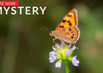 Mystery Solved: Rare Skipper Butterfly’s Secret Host Plant Revealed in North Macedonia