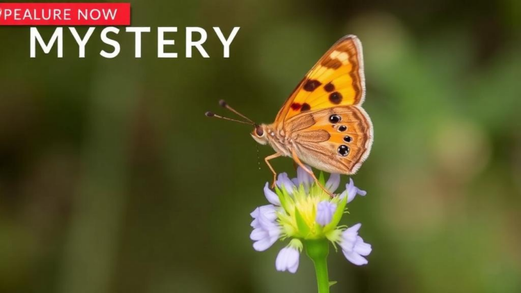Mystery Solved: Rare Skipper Butterfly’s Secret Host Plant Revealed in North Macedonia