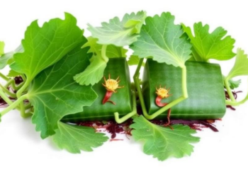 Invasive Bur Cucumber Spreads Rapidly Across Western Georgia