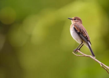 Southern Italy’s Bird List Soars: 43 New Species Recorded in Calabria