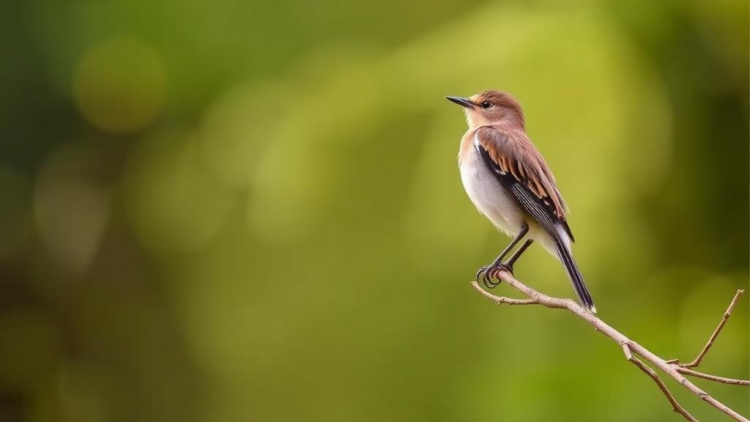 Southern Italy’s Bird List Soars: 43 New Species Recorded in Calabria