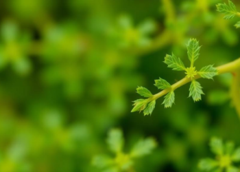 Oregano Extract’s Non-Polar Fraction Shows Genotoxic Effects on Algae