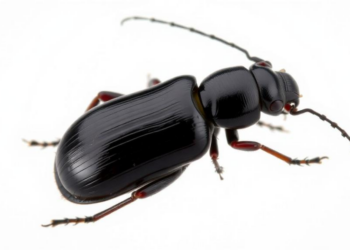 The genus Colydium Fabricius in Europe (Coleoptera, Zopheridae, Colydiinae) with description of a new species, Colydium noblecourti sp. nov.