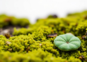 New algae, mosses, fungi and lichen records expand Italy’s botanical map