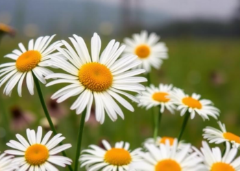 Kenya’s daisies reveal two evolutionary worlds in one country