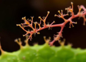 Fungal wilt pathogen’s epigenetic toolkit mapped in first genome-wide HDAC survey