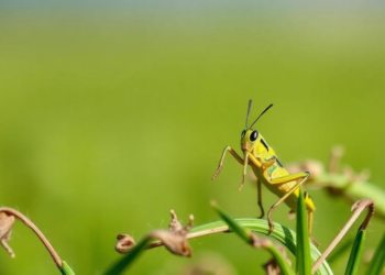 Grasshopper Diets in Xinjiang Grasslands Reveal Surprising Sex-Based Feeding Differences