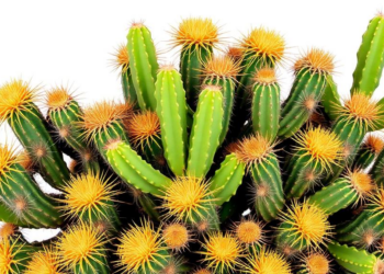 CACTUS database unites decades of vegetation records from the Dutch Caribbean
