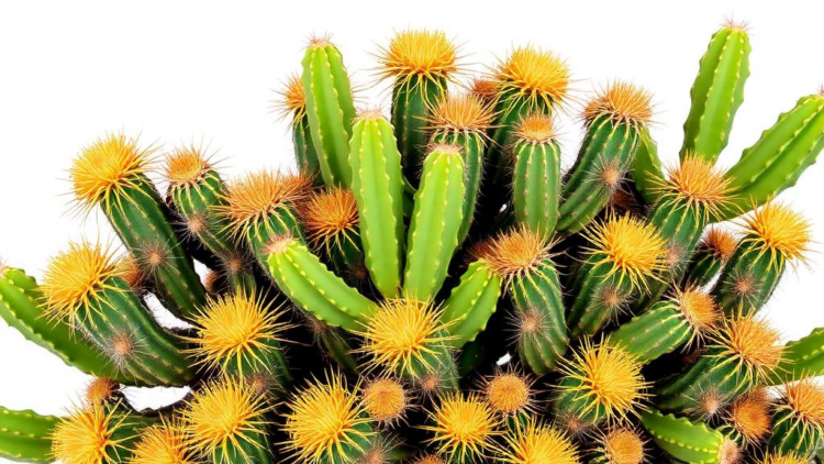 CACTUS database unites decades of vegetation records from the Dutch Caribbean