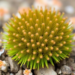 New Moss Species With Giant Spores Discovered on the Remote Qinghai Plateau