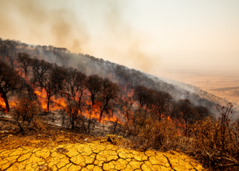 Kurdistan’s oak forests are burning more each year as heat and drought intensify
