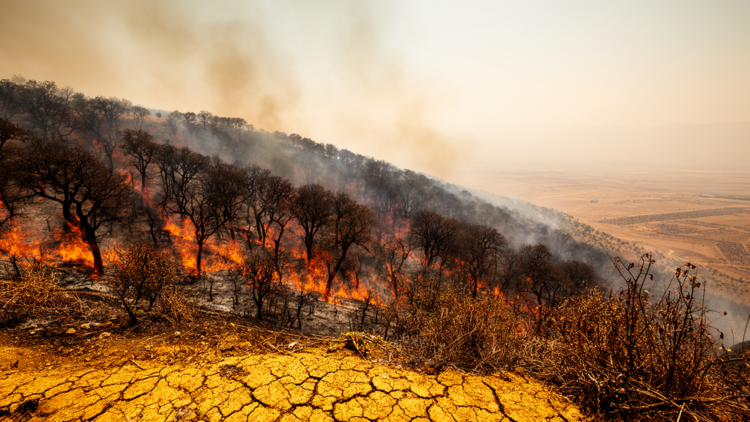 Kurdistan’s oak forests are burning more each year as heat and drought intensify