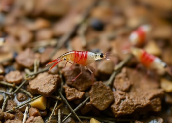 Tiny New Shrimp Species Survives in a Single Patch of Hainan’s Streams