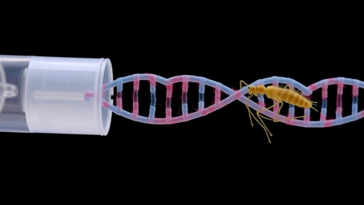 Cheap TE Buffer DNA Extraction Powers Rapid CRISPR Test for Babesia Parasites