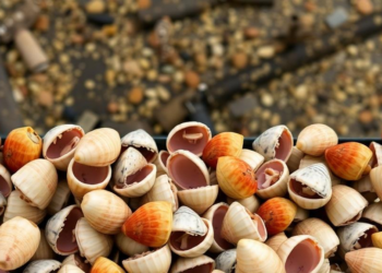 Clam Enzymes Reveal Hidden Pollution Stress Along the Bulgarian Black Sea Coast
