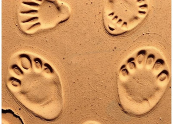 Ancient Bird and Mammal Footprints Reveal a Hidden Oligocene World in Central Iran