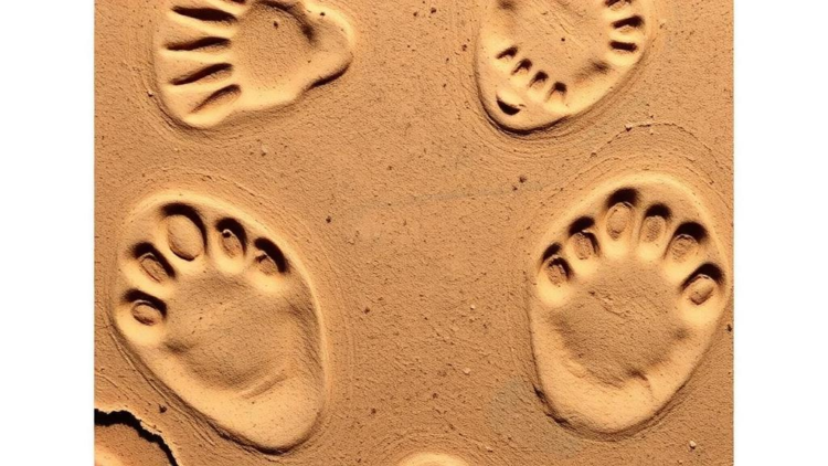 Ancient Bird and Mammal Footprints Reveal a Hidden Oligocene World in Central Iran