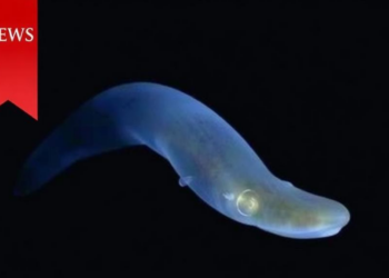 Ghost of the Seafloor: Elusive Cusk Eel Turns Up 5,500 Kilometers From Its Known Home