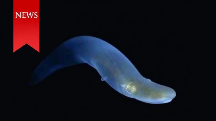 Ghost of the Seafloor: Elusive Cusk Eel Turns Up 5,500 Kilometers From Its Known Home