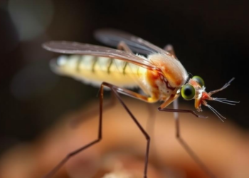 Mosquito Larvicide Pyriproxyfen Disrupts Thyroid Signals in Fish at WHO-Approved Doses