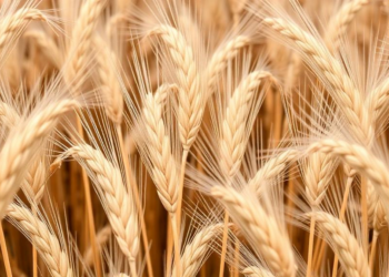 Algorithm Finds the Sweet Spot for Water and Nitrogen in Winter Wheat