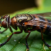 Four New Parasitic Fly Species Unveiled from China in Major Taxonomic Overhaul