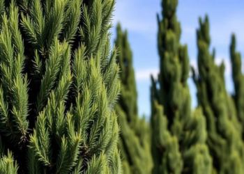 Invasive moth quietly devastating Hungary’s ornamental cypress trees