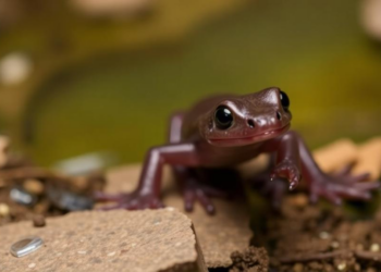Clever Trap Redesign Catches Threatened Salamanders Hiding in Texas Wells